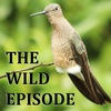 Giant Hummingbird : Life At The Limit