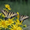 5 Late Summer Blooming Native Plants I Love