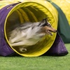 272: All About the Tunnel - Part 2