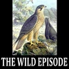 Eleonora's Falcon : The Lady-Judge's Bird