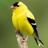 Birding Tools and Technology to Help You Be a Better Birder