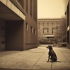 Rover: A Dog Who Waited Forever