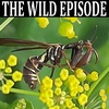 Wasp Mantidfly : Spider's Bane