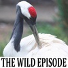 Red-Crowned Crane : DMZ