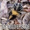 Lowland Streaked Tenrec : Of Rafts and Spines