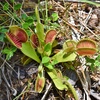 The Fascinating World of Venus Flytraps