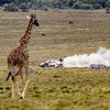 WRC Kenya 2022 : un enfer nommé safari...