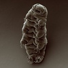 Podcast 272 - The Tardigrade Cast