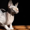 Hairless Cats, Pearl Necklaces, and Personal Massagers, Oh My