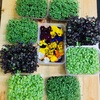 269 Growing Your Brain Food Garden: Boosting Cognitive Health with a Plant-Based Diet and Lifestyle