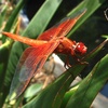 270 Dragonfly Basics. Up-potting Tomatoes.