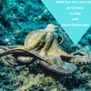 An Octopus in Quarantine