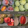 261 Multi-Budded Fruit Tree Basics