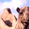 Dry Hump Day