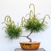 Warm weather bonsai care