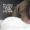 Push Past The Fear