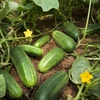 266 Cucumber Growing Basics