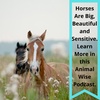 Horses Are Sensitive Too