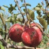 Fruit Bite 2: 5.4.2022, Fire Blight, Apple Scab, and Mating Disruption, Oh My!