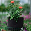 276 Container Rose Growing Basics