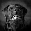 Man's Best Friend?