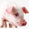 What We Eat Could Determine Our Fate