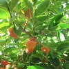 283 Master Gardener Fall Preparation Tips; Old Pesticides