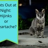 Cats on Night Patrol: Hijinks or Heartache?