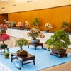 Why visit bonsai shows?