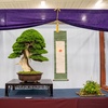 U.S. National Bonsai Exhibition Critique