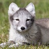 My Go-To Camera Settings and Modes for Wildlife and Landscape Photography