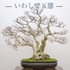 Andrew and Jonas recommend three species for development as bonsai