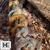 West Virginia Squirrel Doggin the day away.