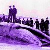 Minnie the Whale, Part Two: The Absolutely True Tale of the Whale Skeleton Who Came to Town