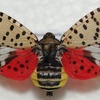 273 Spotted Lanternfly, Q&A
