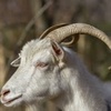 'The Week That Was:' Animal Sacrifice In Hamtramck