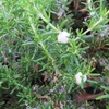 275 Spittlebugs, and More Yucky Questions