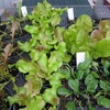 281 Cool Season Organic Garden Basics