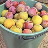 244 2023 Fruit Tree Planning