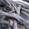 27. An Entwined Place