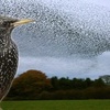 Why Do Birds Flock, Sing, and Play?