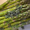 The power of music, Exercise and cannabis use, Asparagus garbanzo bean salad