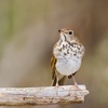 Episode 3: Welcome Back Cuckoos, Warblers & Thrushes