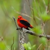 Episode 5: Scarlet Tanager and the End of the Season