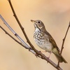 Episode 7: Reverence for the Hermit Thrush, but None for the Pewee