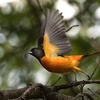 Episode 12: Snowbird nests, Grosbeak nests, Hummingbird nests, and the Baltimore Oriole builds the best nest of all