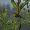 Episode 14: Strolling through Rock Creek and Piney Branch, Wilderness beyond the Capitol with the Blue-grey Gnatcatcher, Yellow-breasted Chat and Cardinal