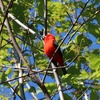 The Scarlet Tanager and the Dog Days of August, and, Finally, the Silent End of the Season