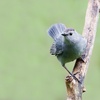 John Burroughs Shares His Admiration for the Aristocratic Wood Thrush, Praise for the Soulful Veery, Some Criticism for the Catbird, and an Encounter with a Black Snake
