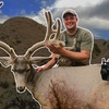 S:13 Bowhunting Mule Deer | Velvet Buck SMOKED On Opening Day!
